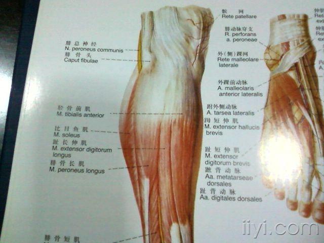 右胫骨内侧平台骨折怎么办